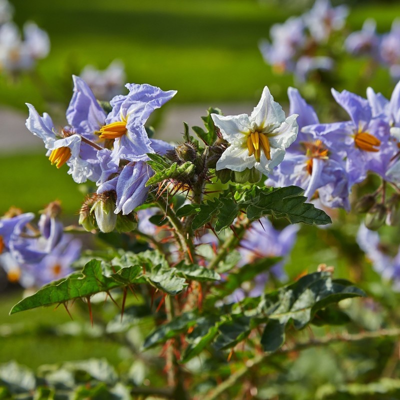 Price: €1.95 - Litchi Tomatensamen - Lulita (Solanum sisymbriifolium) - 