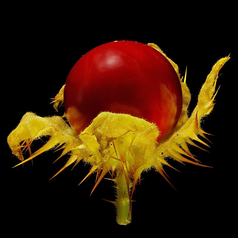 Price: €1.95 - Litchi Tomatensamen - Lulita (Solanum sisymbriifolium) - 