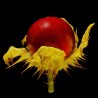 Price: €1.95 - Blek Taggborre Frön (Solanum sisymbriifolium) - 