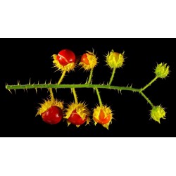 Litchi Tomatensamen - Lulita (Solanum sisymbriifolium) 1.8 - 9