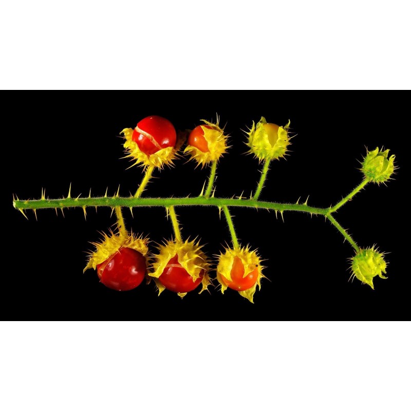 Price: €1.95 - Litchi Tomatensamen - Lulita (Solanum sisymbriifolium) - 