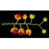 Price: €1.95 - Litchi Tomatensamen - Lulita (Solanum sisymbriifolium) - 