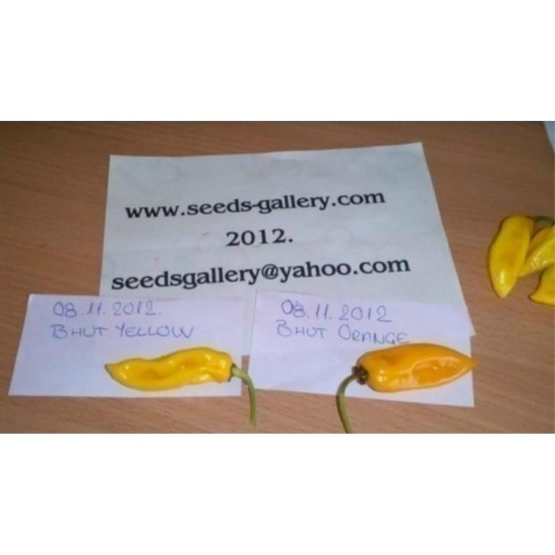 Price: €2.5 - Bhut Jolokia Samen Schärfste Chili der Welt - Seeds Gallery