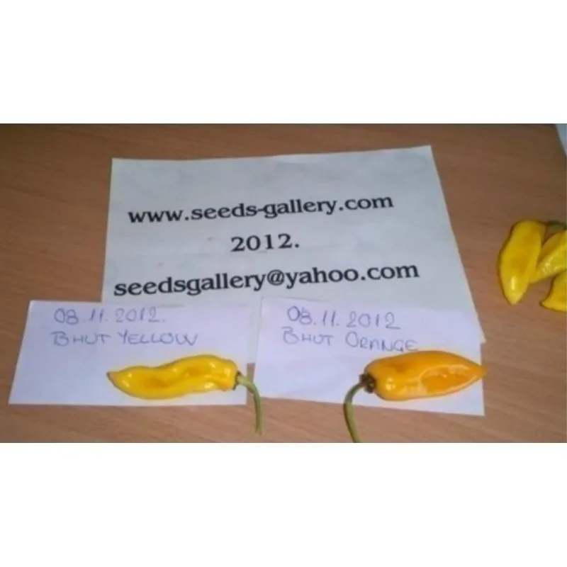 Graines de piment Bhut Jolokia
