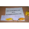 Price: €2.5 - Bhut Jolokia seme najljuca paprika na svetu - Seeds Gallery