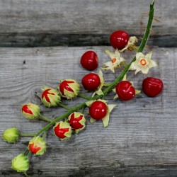 Λίτσι ντομάτας - Litchi σπόρων (Solanum sisymbriifolium) 1.8 - 3