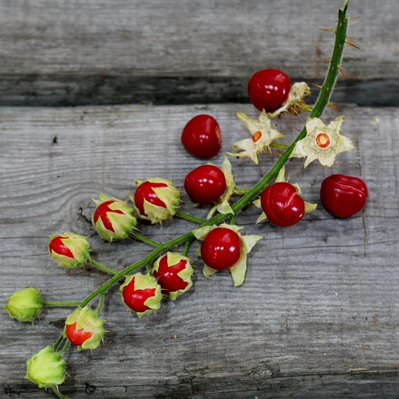 Price: €1.95 - Litchi Tomatensamen - Lulita (Solanum sisymbriifolium) - 