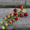 Price: €1.95 - Litchi Tomatensamen - Lulita (Solanum sisymbriifolium) - 