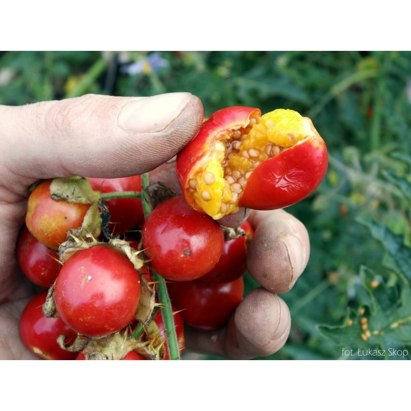 Price: €1.95 - Litchi Tomatensamen - Lulita (Solanum sisymbriifolium) - 