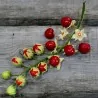 Morelle de Balbis 1000 Graines