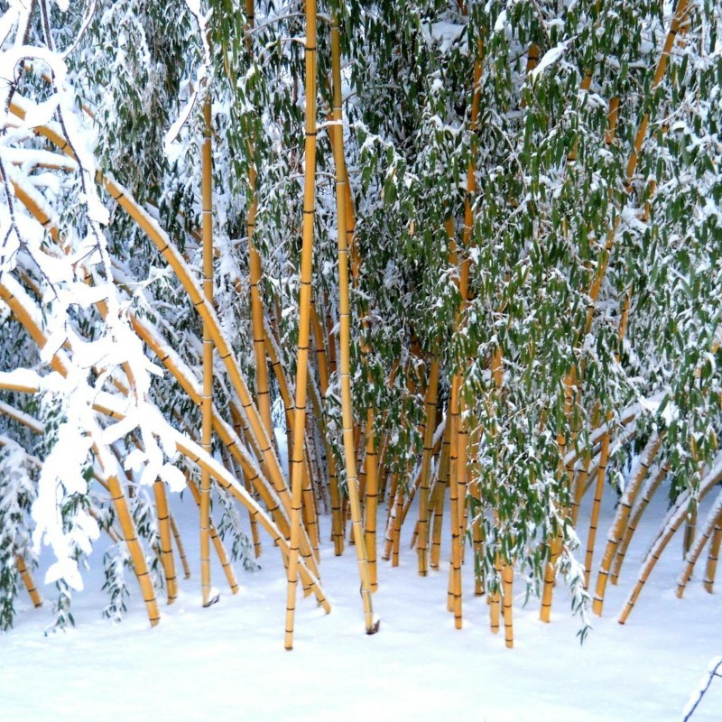Madake Γίγαντας Μπαμπού σπόροι (Phyllostachys bambusoides)