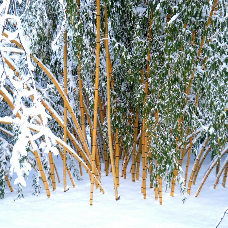 Price: €1.95 - Madake Jätte Bambu Fröer (Phyllostachys bambusoides) - 