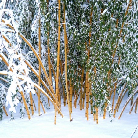 Price: €1.95 - Madake Jätte Bambu Fröer (Phyllostachys bambusoides) - 