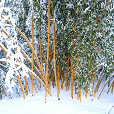 Sementes de Bambu Gigante Madake (Phyllostachys bambusoides)