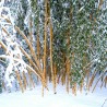 Price: €1.95 - Madake Jätte Bambu Fröer (Phyllostachys bambusoides) - 