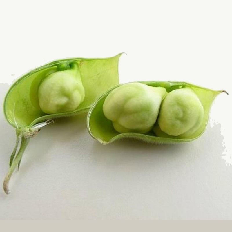 Price: €1.85 - Sementes de Grão-de-bico Branco (Cicer arietinum) - 