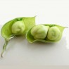 Price: €1.85 - Semi di Cece (Cicer arietinum) - 