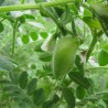 Price: €1.85 - Graines de Pois Chiche (Cicer arietinum) - 