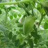 Slanutak, Ceci, Leblebija Seme  (Cicer arietinum)