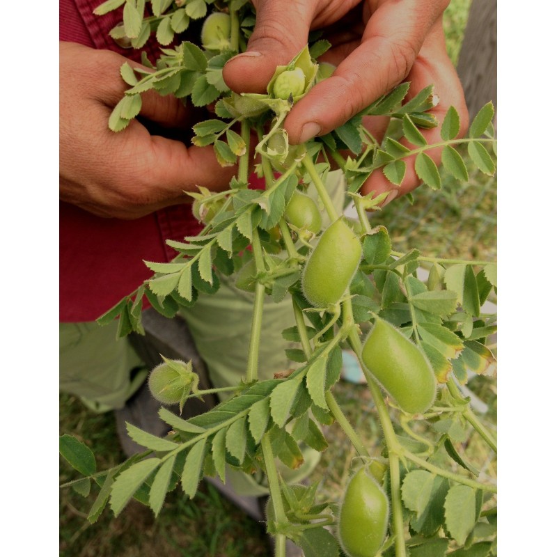 Price: €1.85 - Graines de Pois Chiche (Cicer arietinum) - 