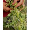 Price: €1.85 - Slanutak, Ceci, Leblebija Seme  (Cicer arietinum) - 