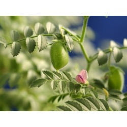 Chickpea Seeds (Cicer arietinum) 1.85 - 4