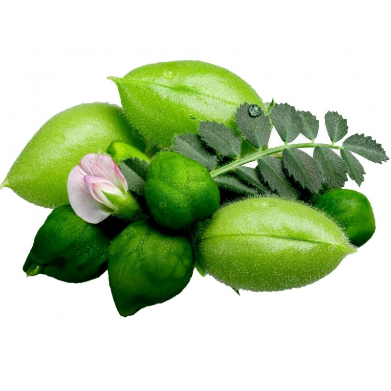 Price: €1.85 - Sementes de Grão-de-bico Branco (Cicer arietinum) - 