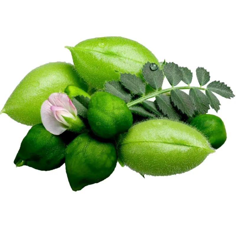 Slanutak, Ceci, Leblebija Seme  (Cicer arietinum)
