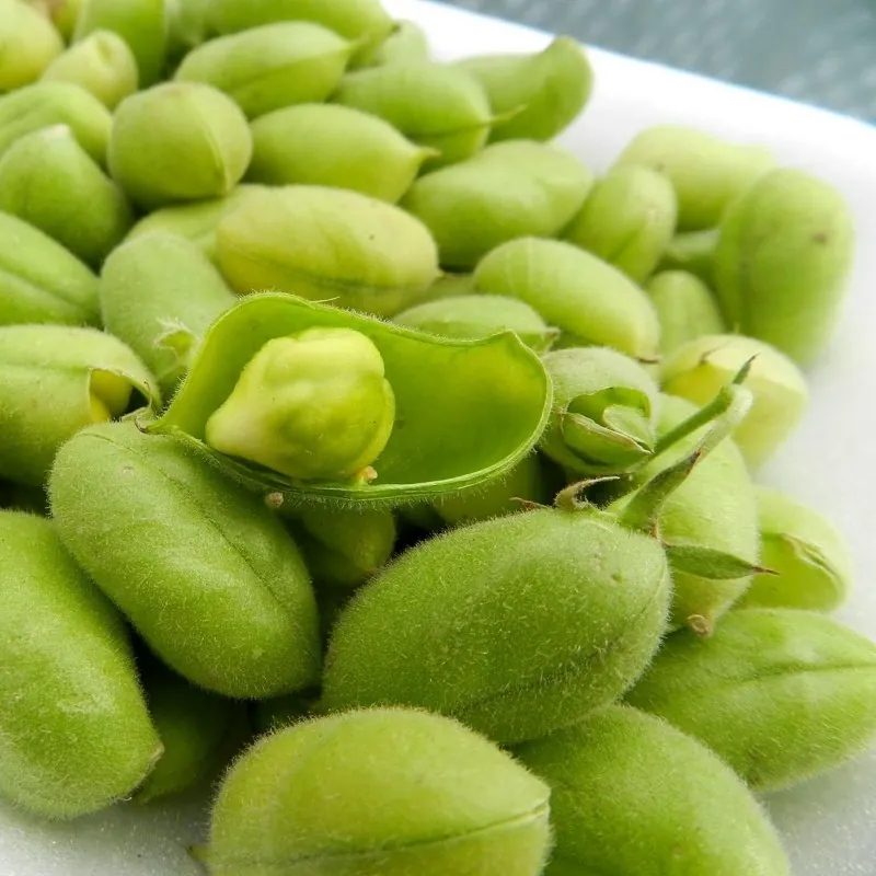 Slanutak, Ceci, Leblebija Seme  (Cicer arietinum)