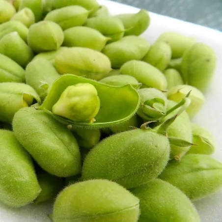Slanutak, Ceci, Leblebija Seme  (Cicer arietinum)