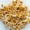 Price: €1.15 - Fenugreek Seeds (Trigonella foenum-graecum) - 