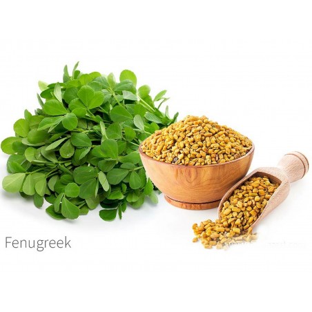 Price: €1.15 - Fenugreek Seeds (Trigonella foenum-graecum) - 