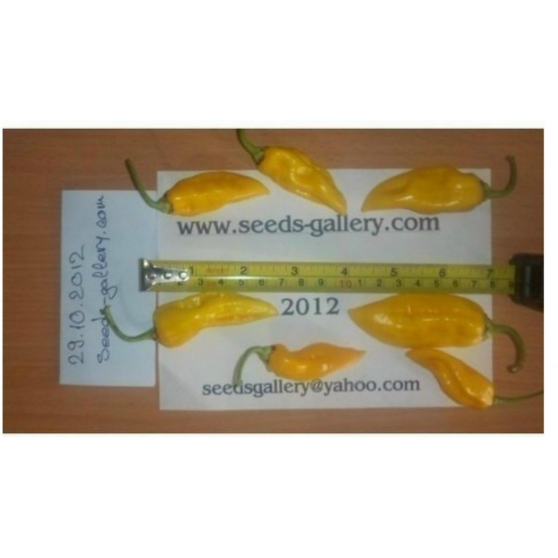 Price: €2.5 - Bhut Jolokia seme najljuca paprika na svetu - Seeds Gallery