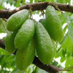 Price: €3.5 - Semi di albero di cetriolo, Bilimbi (Averrhoa bilimbi) - 