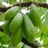 Bilimbi Samen, Gurkenbaum (Averrhoa bilimbi)