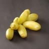 Graines de Bilimbi (Averrhoa bilimbi)