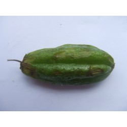 Bilimbi, Cucumber Tree Seeds (Averrhoa bilimbi) 3.5 - 2