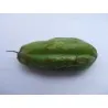 Bilimbi Samen, Gurkenbaum (Averrhoa bilimbi)
