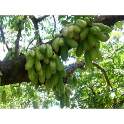Semi di albero di cetriolo, Bilimbi (Averrhoa bilimbi) 3.5 - 3