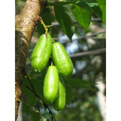 Bilimbi, Cucumber Tree Seeds (Averrhoa bilimbi) 3.5 - 4