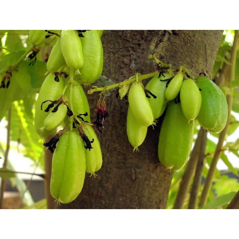 Bilimbi Samen, Gurkenbaum (Averrhoa bilimbi)