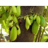 Graines de Bilimbi (Averrhoa bilimbi)