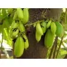 Sementes de Bilimbi (Averrhoa bilimbi)