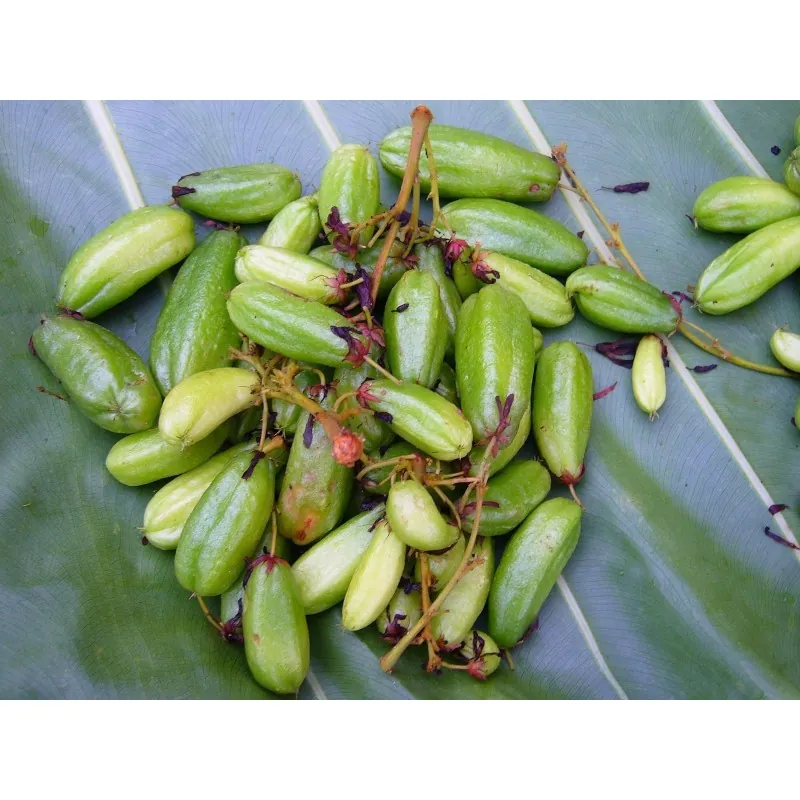 Bilimbi, Cucumber Tree Seeds (Averrhoa bilimbi)