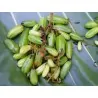 Bilimbi Samen, Gurkenbaum (Averrhoa bilimbi)