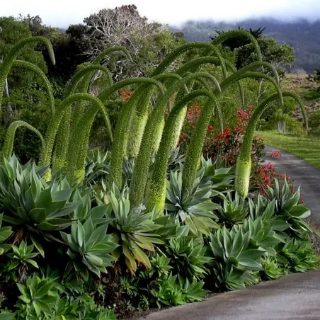 Labudov Vrat AGAVA Seme (Agave attenuata)