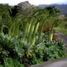 Semi di Agave attenuata