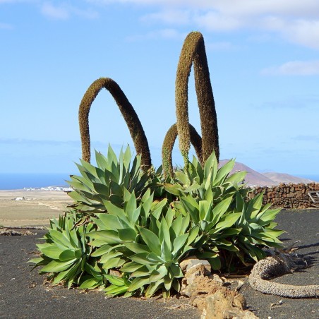 Dragon tree agave Frön (Agave attenuata) | 2,95 €