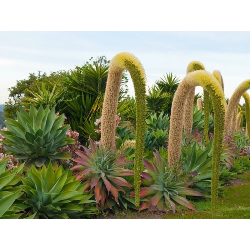 Dragon tree agave Frön (Agave attenuata) | 2,95 €