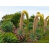 Dragon tree agave Frön (Agave attenuata) | 2,95 €